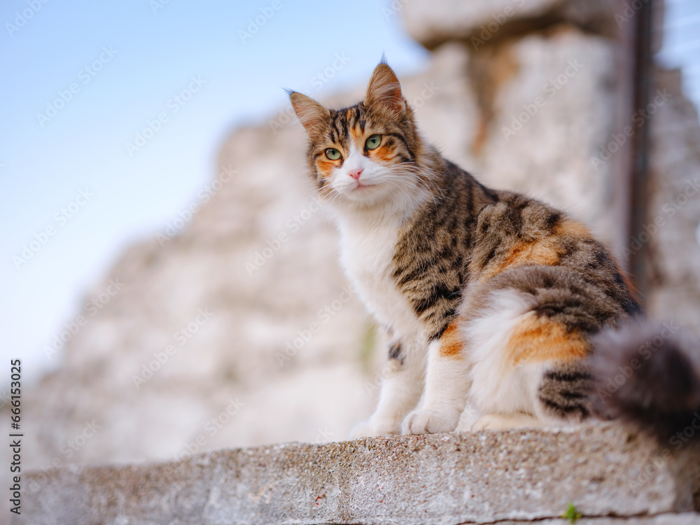 cats of Turkey, small resort town of Side with ancient Greek ruins