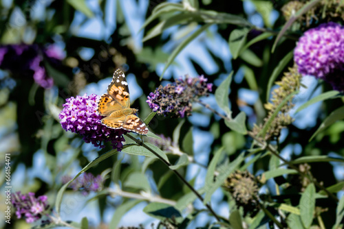 Painted Lady (Vanessa cardui) butterfly perched on summer lilac in Zurich, Switzerland