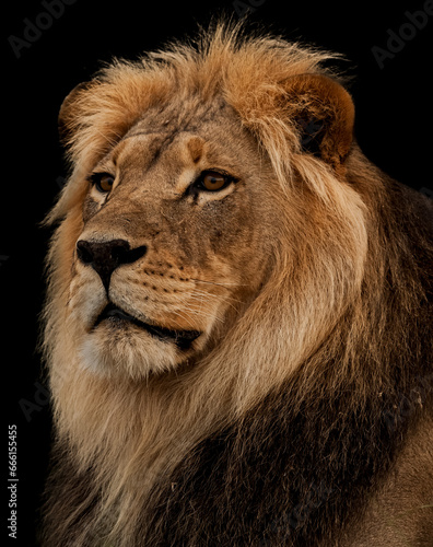 Fototapeta Naklejka Na Ścianę i Meble -  Kalahari Lion