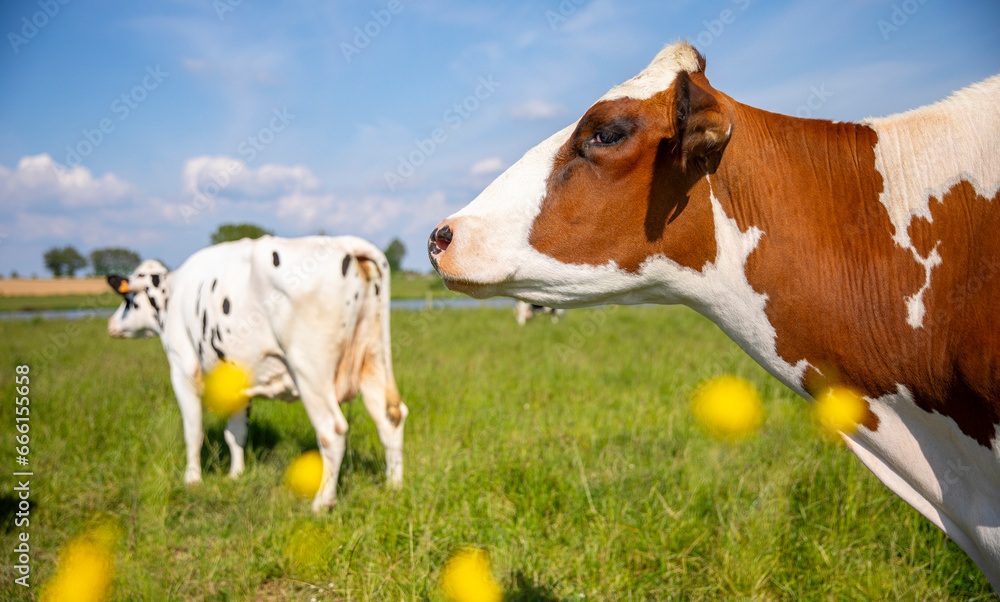 Vache laitière au milieu de la campagne dans les champs au printemps.