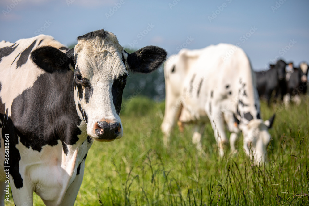 Vaches laitière ruminant dans les champs au milieu de la nature au printemps.