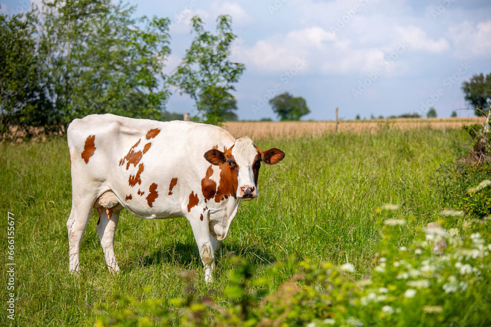 Vache laitière au milieu de la campagne dans les champs au printemps.
