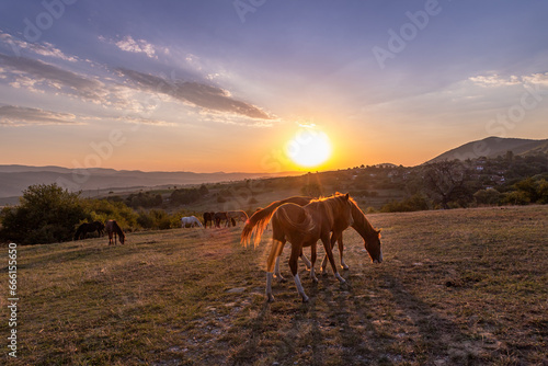 Horses walking in the field at sunset. 