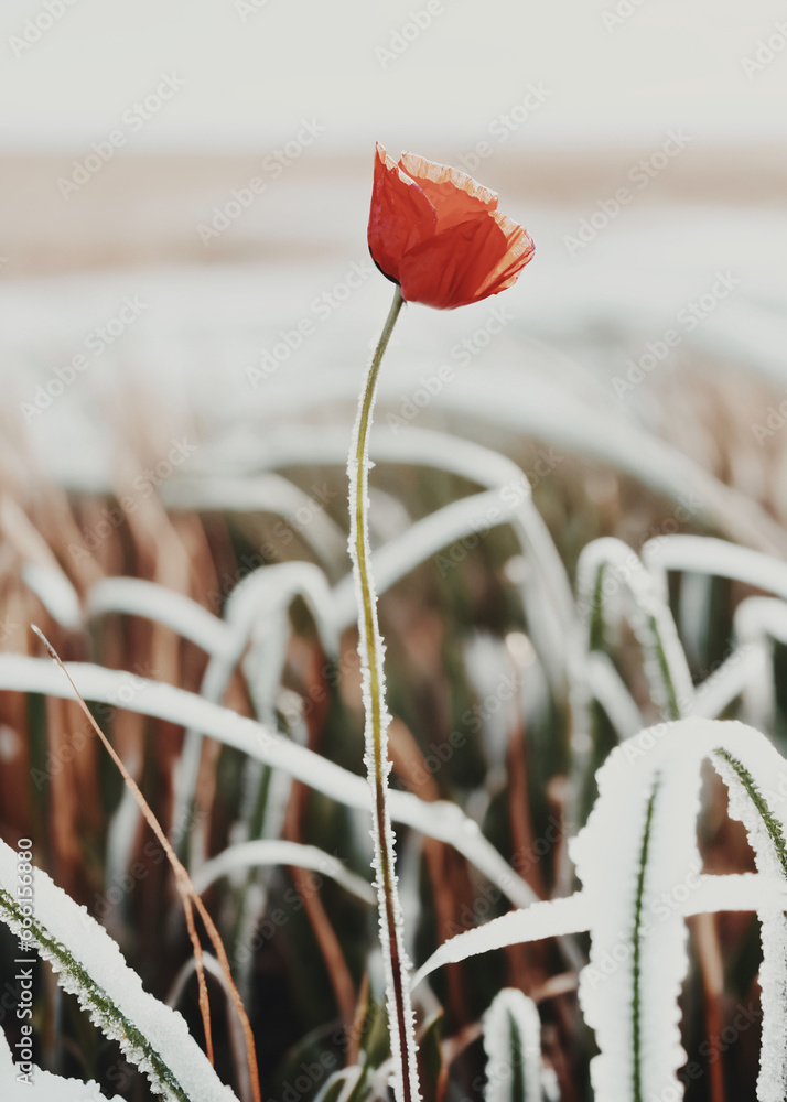 primo piano di fiore di papavero rosso in un campo di erba gelata dalla brina mattutina, luce del mattino - obrazy, fototapety, plakaty 
