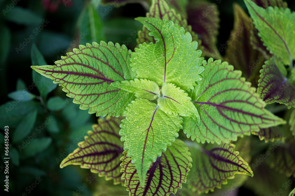 Green leaves of the Perilla frutescens plant Green leaves of the Perilla frutescens plant