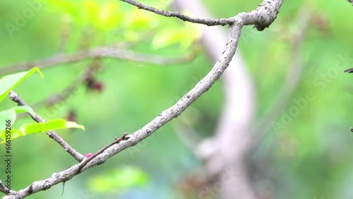 Grey-bellied cuckoo from kathgodam photo