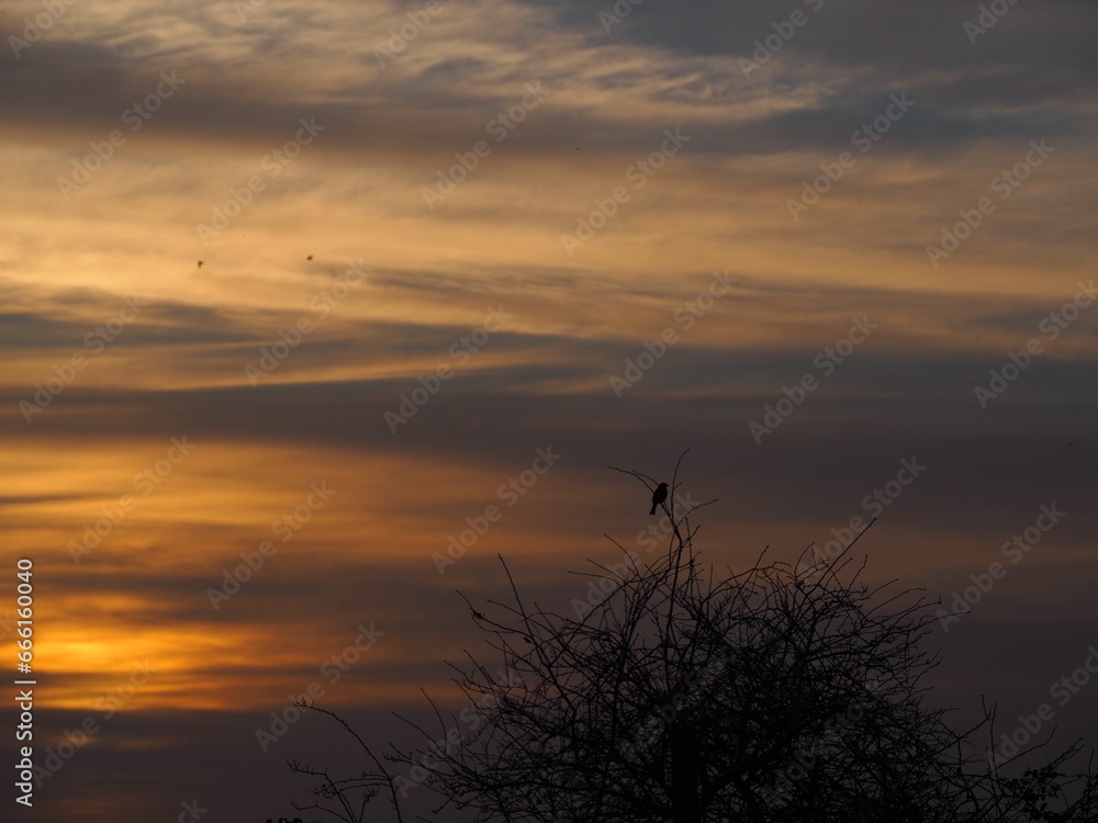 Bird perched on a tree while sunset Bird perched on a tree while sunset