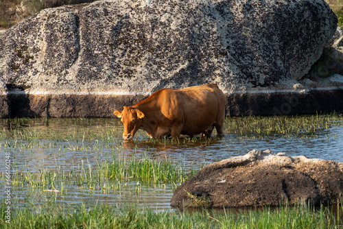 Malpartida, province of Cáceres, cows in the wild, grazing on the lake photo