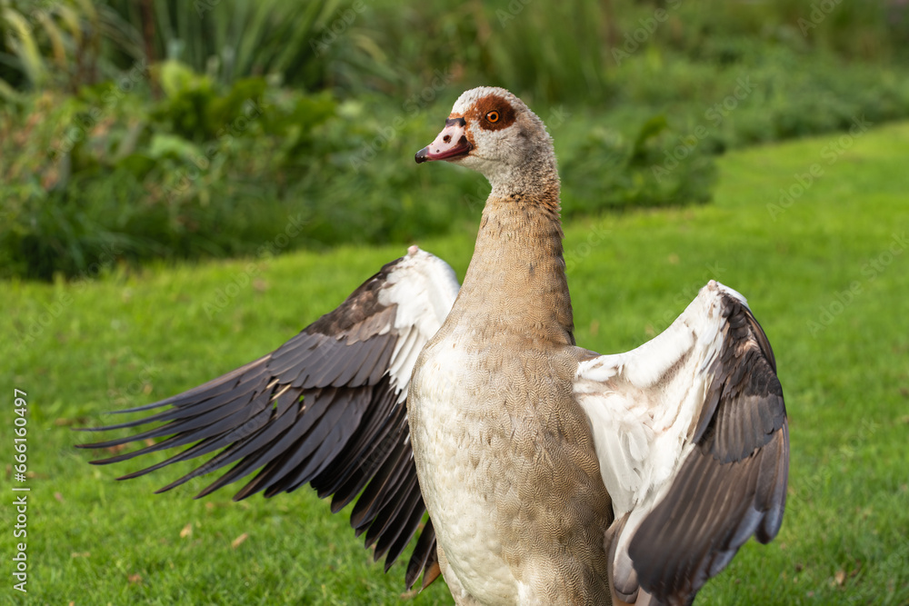 Close up portrait of an adult Nile (Egyptian) goose in breeding plumage with wings spread Close up portrait of an adult Nile (Egyptian) goose in breeding plumage with wings spread