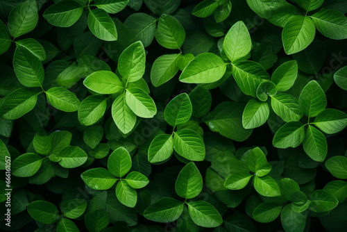 green leaves, top view. on a green background. generative ai.