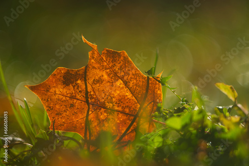 Canvastavla Colorful autumn leaf in the grass in sunny morning