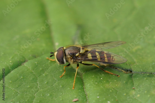 Closeup on a European Stripe-backed Fleckwing hoverfly, Dasysyrphus albostriatus, sitting on a green leaf