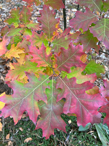 maple leaves in autumn