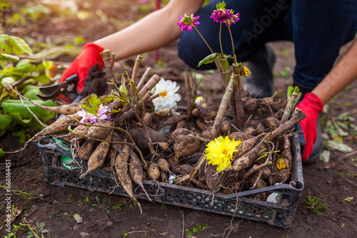 Close up of dahlia tubers in crate. Gardener dug up cut back plants to prepare bulbs for overwintering. Storing roots