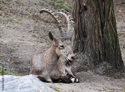 a siberian ibex (mountain goat)