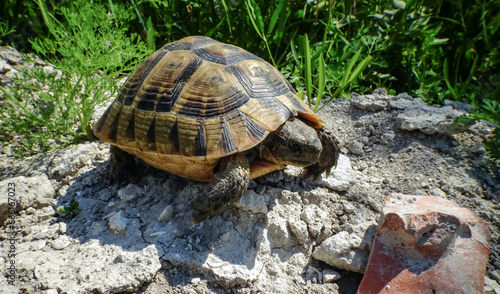 Hermann's tortoise (Testudo hermanni), adult turtle in the steppe on the Black Sea coast