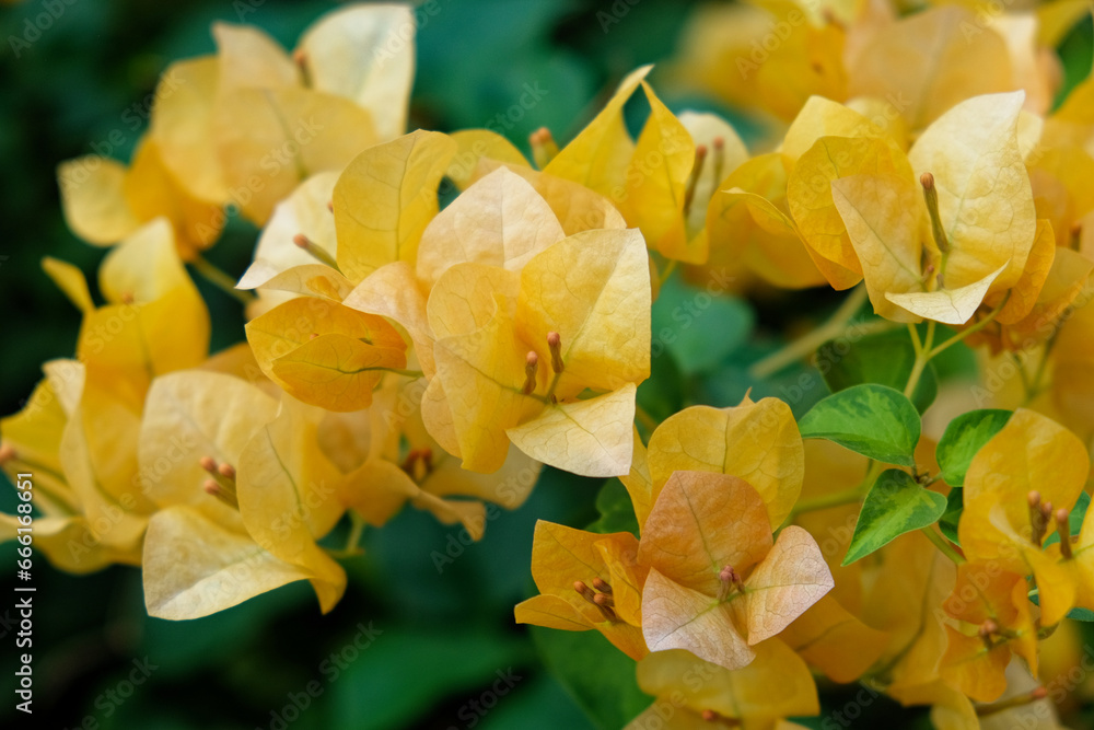 Obraz premium In a close-up view, a vivid orange bougainvillea cluster steals the spotlight, encircled by opulent greenery.