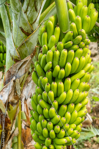 Green banana close-up on banana plantation