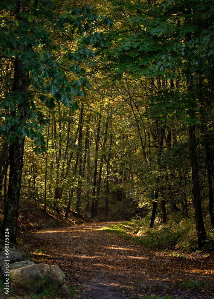 Obraz premium path in the woods