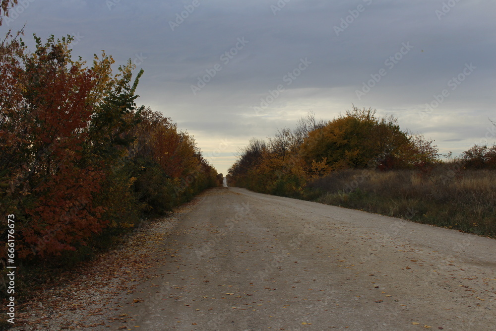 A dirt road with trees on either side of it