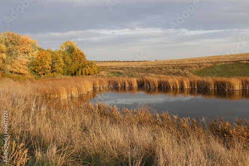 A pond surrounded by grass and trees