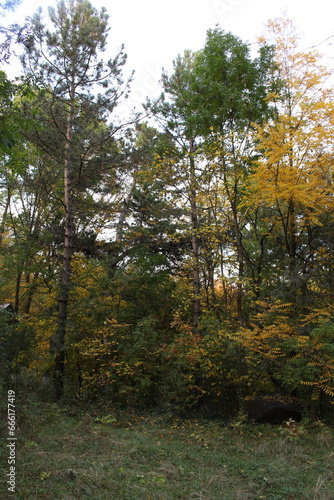 A group of trees in a forest