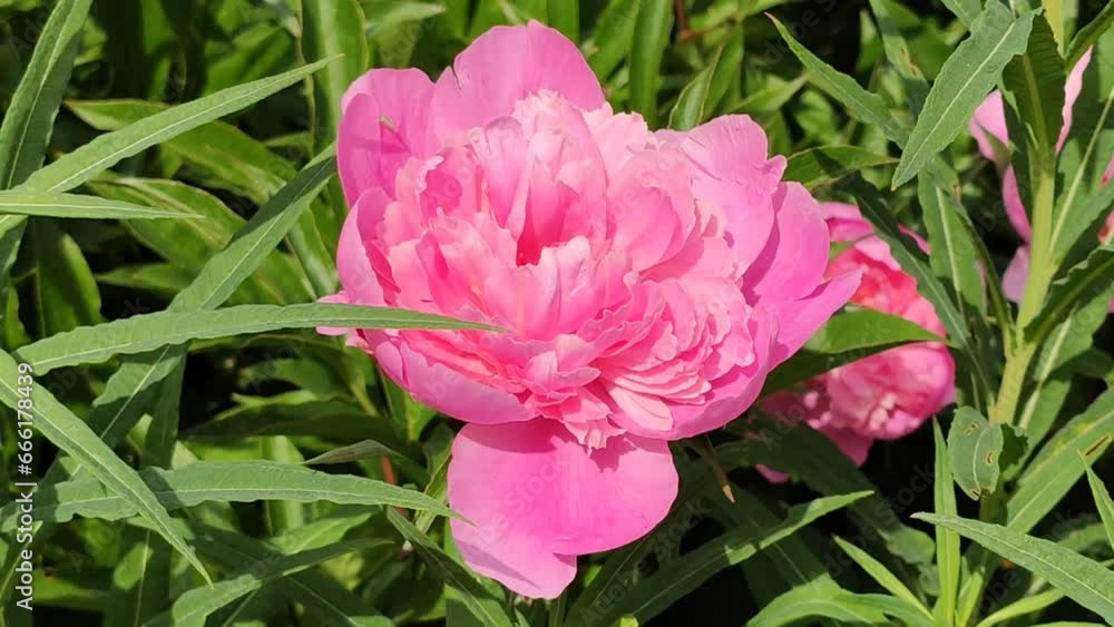 Pink peony flower in sunlight. 