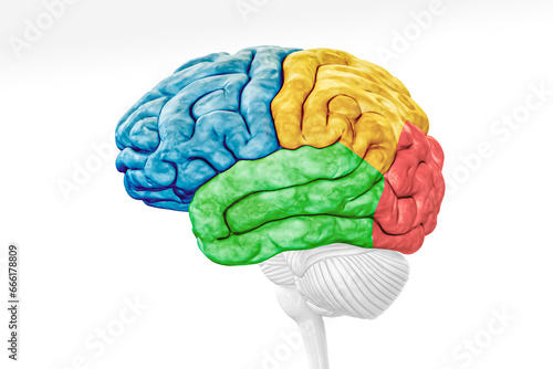 Cerebral cortex lobes in color profile view isolated on white background accurate 3D rendering illustration. Human brain anatomy, neurology, neuroscience, medical and healthcare, biology concept. photo