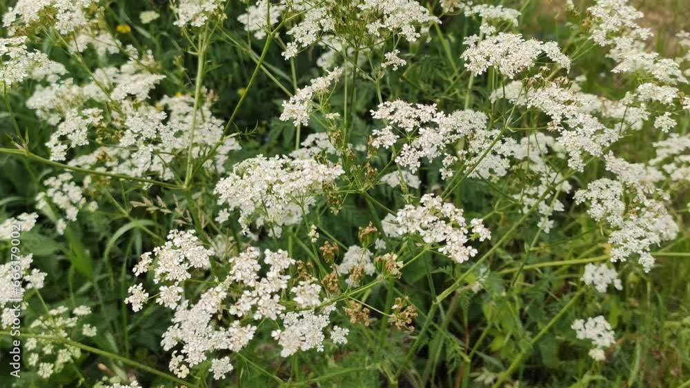 Anthríscus sylvestris plant in flowering season. White flowers Anthríscus sylvestris plant in flowering season. White flowers