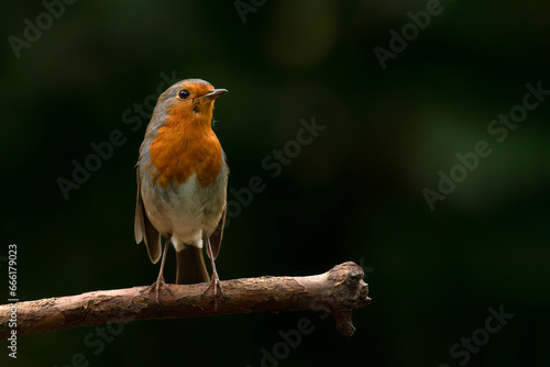 European Robin (Erithacus rubecula) on a branch in the forest of Noord Brabant in the Netherlands. Dark background.                           © Albert Beukhof