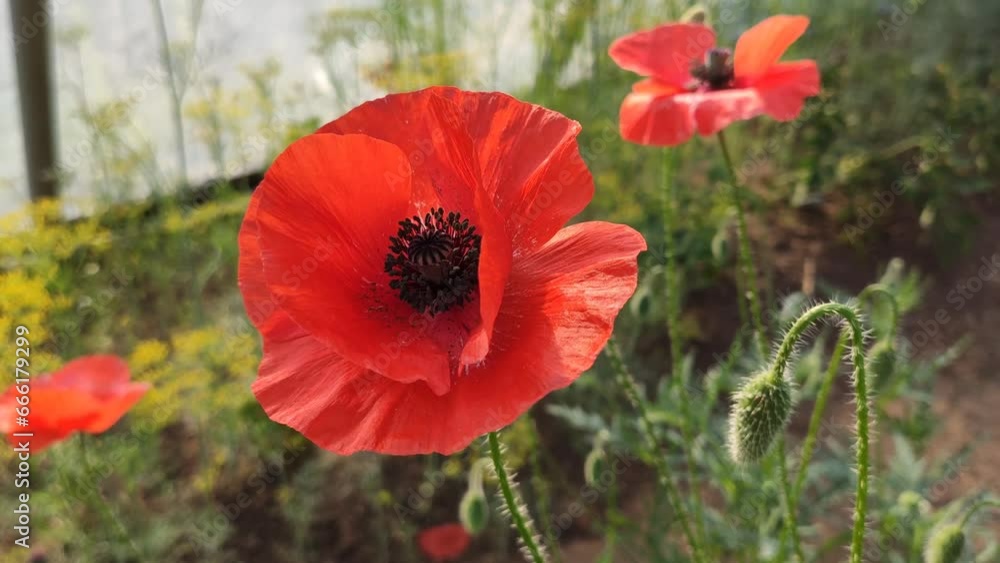 Red poppy flowers close up. Papaver somniferum plant. Red poppy flowers close up. Papaver somniferum plant.