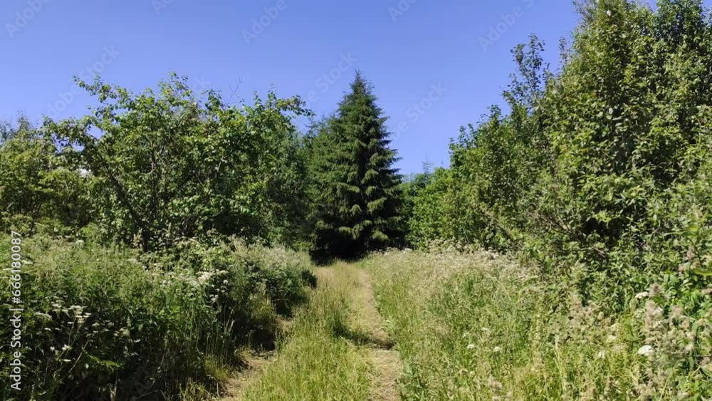 Dense fir trees in a forest. Evergreen trees in the countryside. Dense fir trees in a forest. Evergreen trees in the countryside.