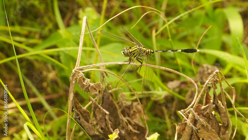 Close-up view of a dragonfly in a natural wildlife habitat perched on a leaf surrounded by lush greenery.