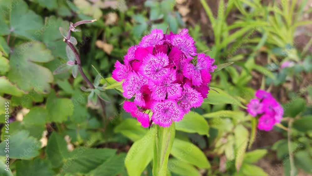 Pink Turkish carnation flower in sunlight. Pink Turkish carnation flower in sunlight.