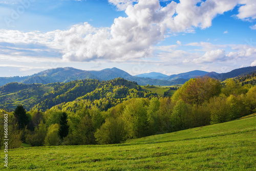 carpathian rural landscape in spring. trees on the grassy hills. wonderful nature scenery green pasture in warm evening light. fluffy clouds on the blue sky above the distant mountains © Pellinni