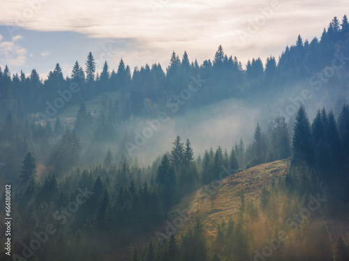 autumnal weather nature background. foggy scenery in coniferous forest on the hill in morning light