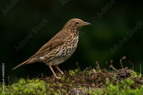 Song Thrush (Turdus philomelos) in the forest of the Netherlands. Dark background. 