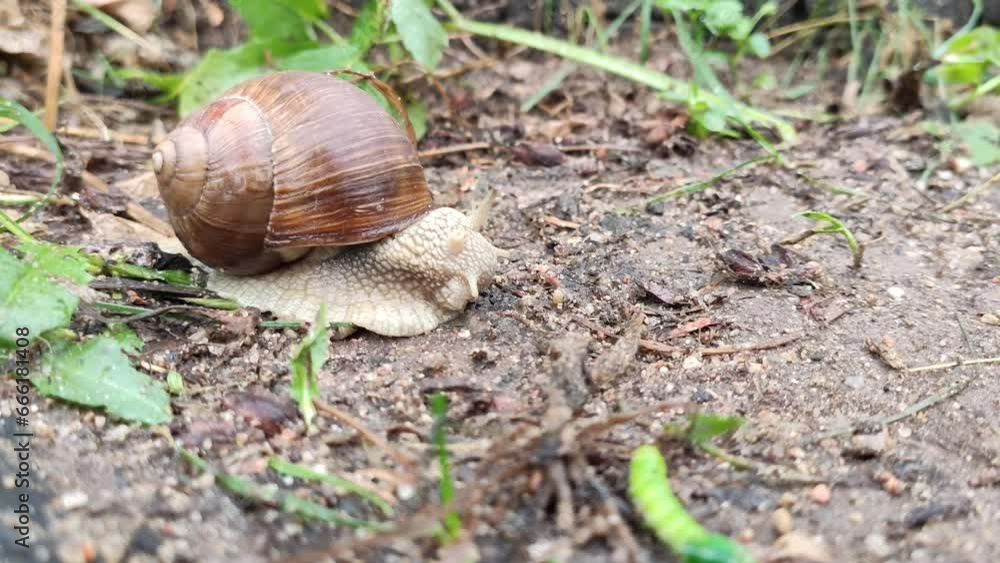 Snail crawling on the footpath. Snail crawling on the footpath.