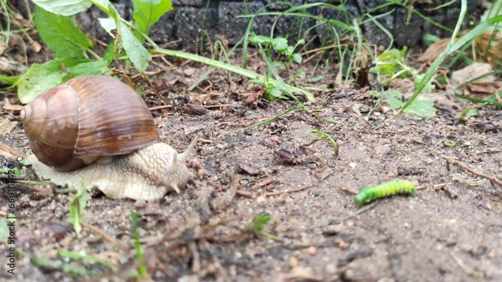 Snail crawling on the footpath. Snail crawling on the footpath.