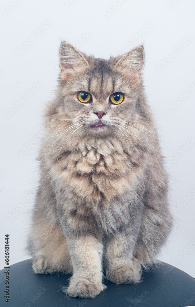 British Longhair Cat, (blue, cream, silver tabby with orange eyes) sitting portrait