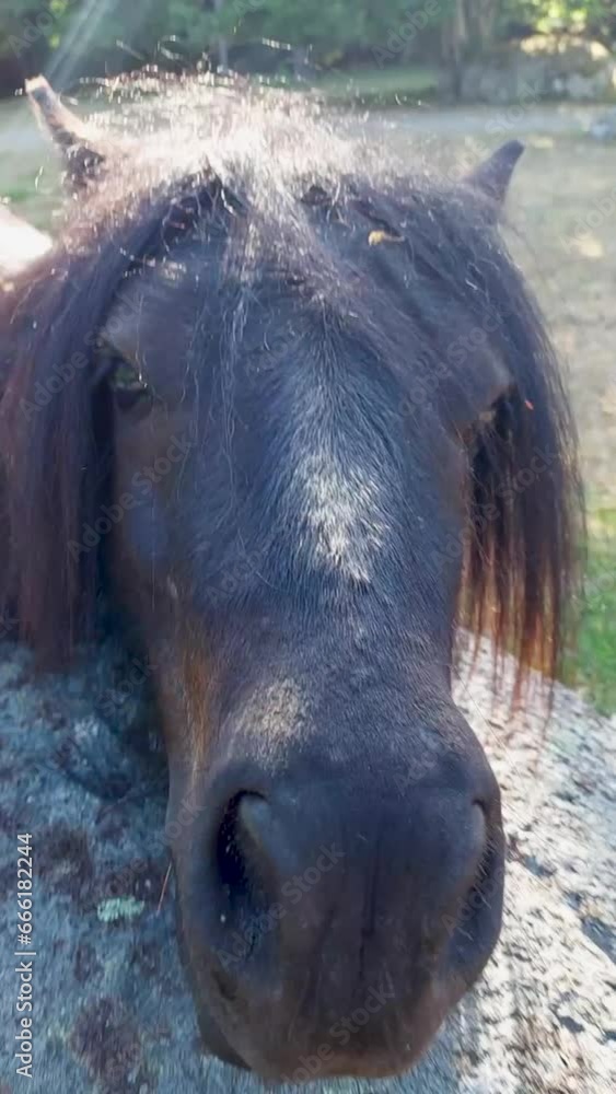 Curious Horse Sniffing Over Rock