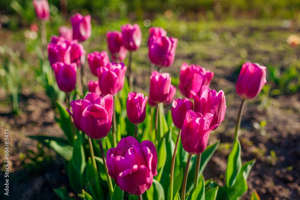 Pink purple flag tulips growing in spring garden. Flowers blooming outdoors at sunset