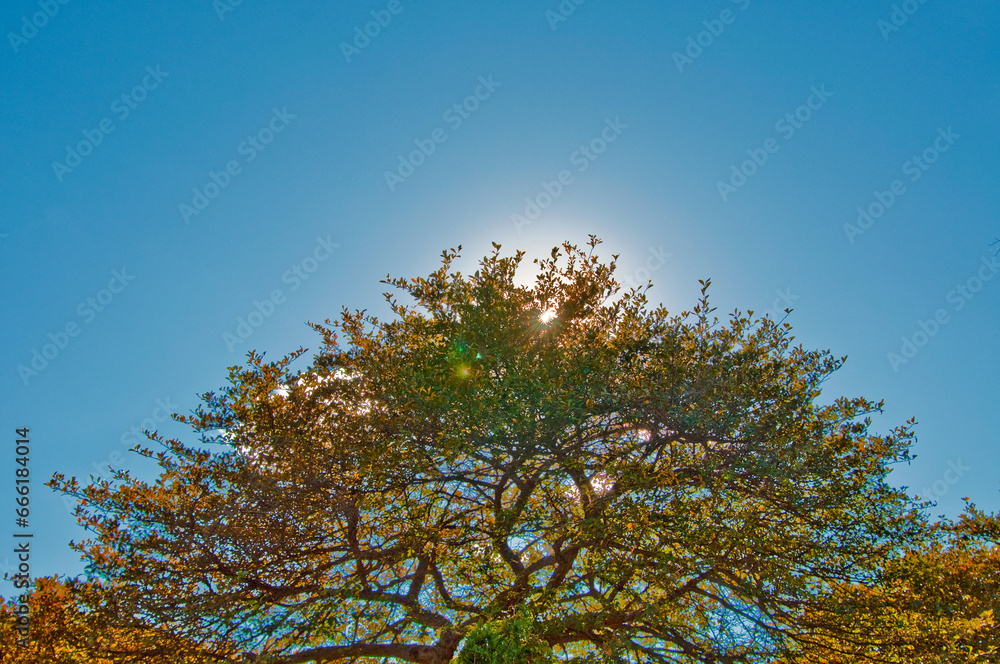 Obraz premium A Tree Backlit By The Sun