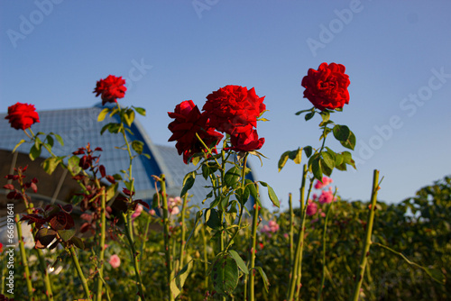 flowers in the garden