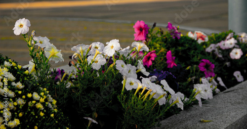 flowers in the garden