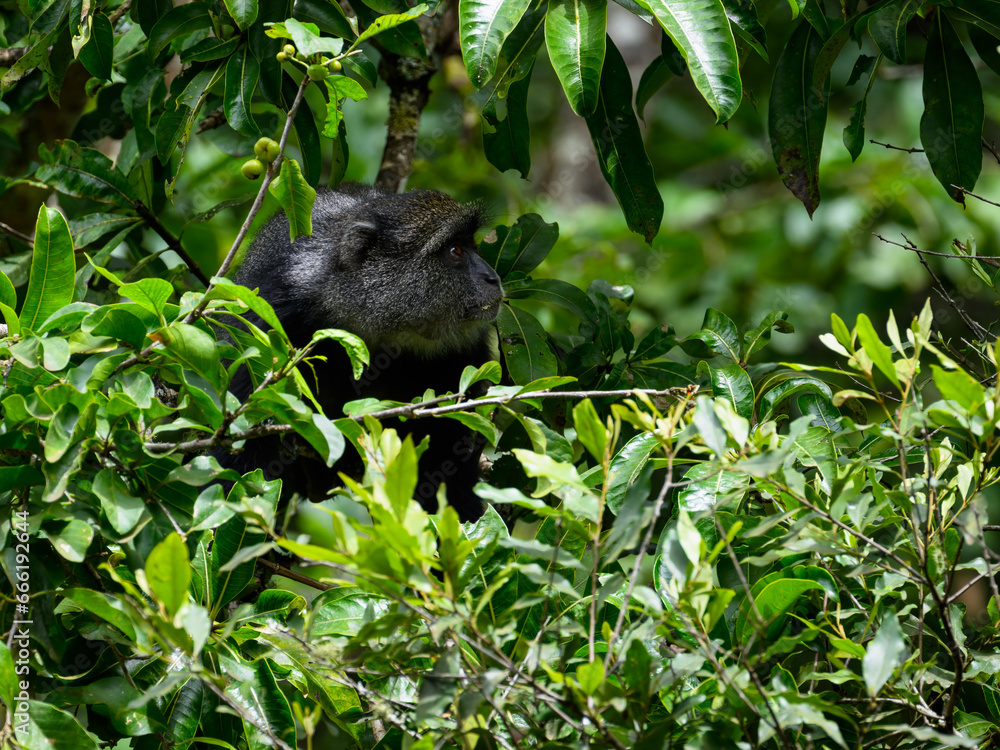 Blue Monkey sitting on a branch amongst foliage in the Arusha National Park in Tanzania Blue Monkey sitting on a branch amongst foliage in the Arusha National Park in Tanzania