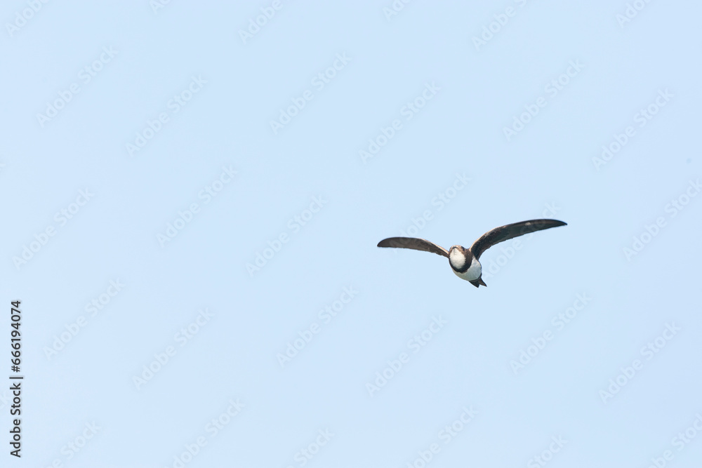 Alpengierzwaluw, Alpine Swift, Apus melba