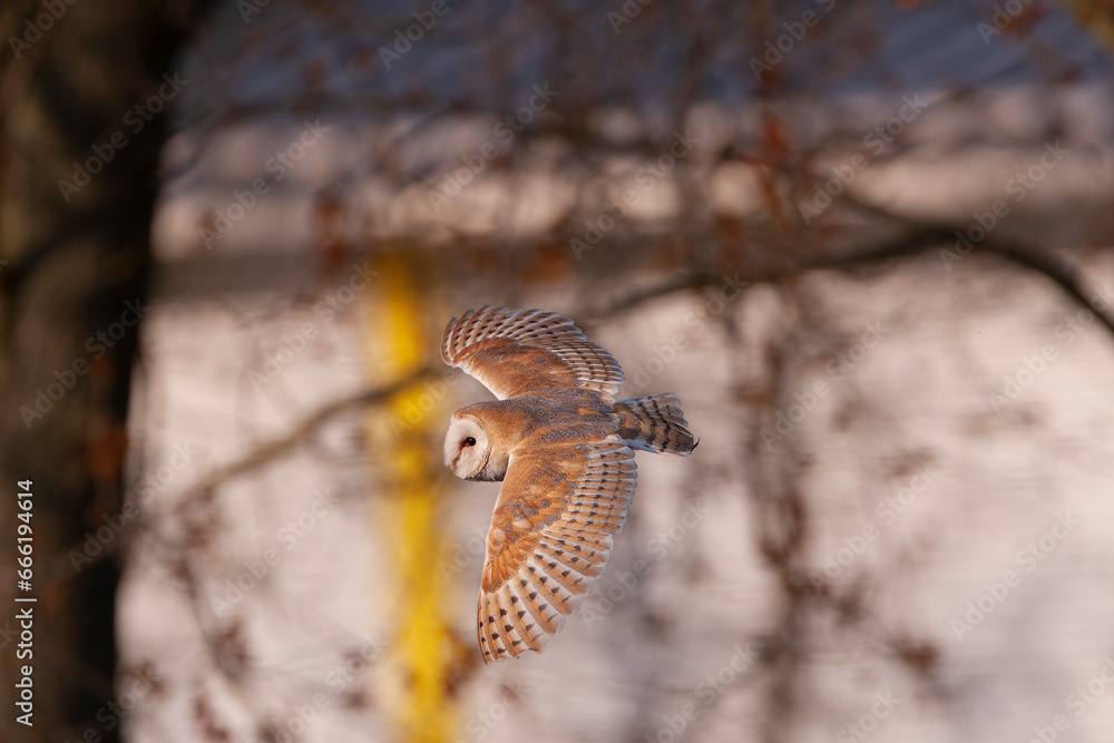 Obraz premium Barn Owl, Tyto alba