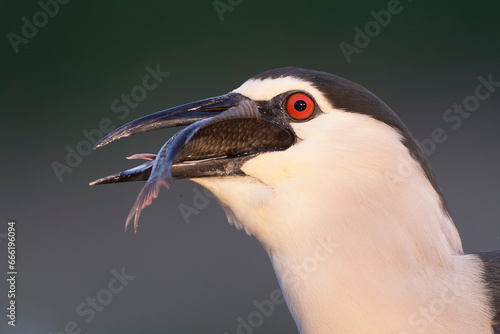 Black-crowned Night Heron, Nycticorax nycticorax © Marc