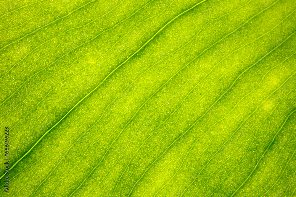 Vue macro de feuille verte de plante Vue macro de feuille verte de plante